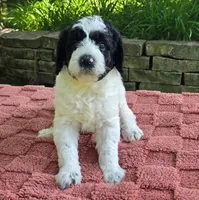 Ringo, a male Australian Labradoodle for sale in Mundelein, IL – 5 of 5
