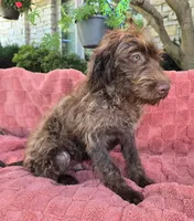 Bailey, a male Labradoodle for sale in Mundelein, IL – 3 of 5