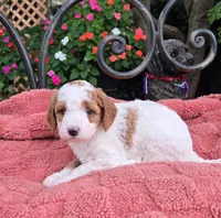 Pancake, a female Miniature Labradoodle for sale in Mundelein, IL – 2 of 5