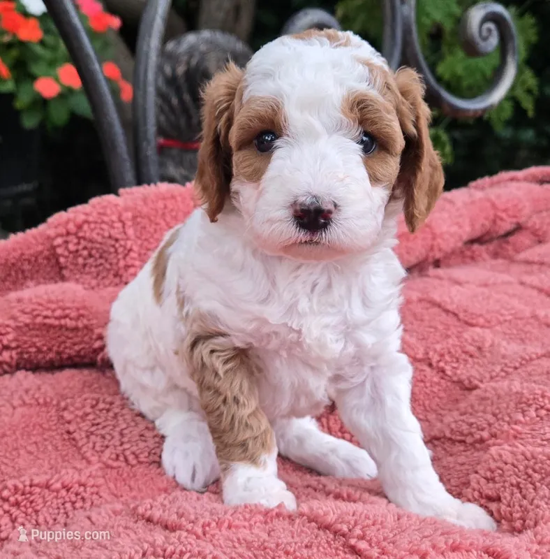 Pancake – Miniature Labradoodle puppy for sale in Mundelein, IL