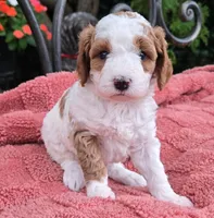 Pancake, a female Miniature Labradoodle for sale in Mundelein, IL – 1 of 5