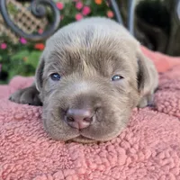 Jade, a female Labrador Retriever for sale in Mundelein, IL – 3 of 4