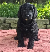 Puddles, a female Australian Labradoodle for sale in Mundelein, IL – 5 of 5
