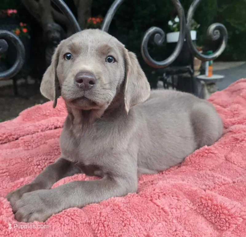 Daisy – Labrador Retriever puppy for sale in Mundelein, IL