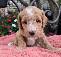 Arlo, a male Miniature Labradoodle for sale in Mundelein, IL – 5 of 6