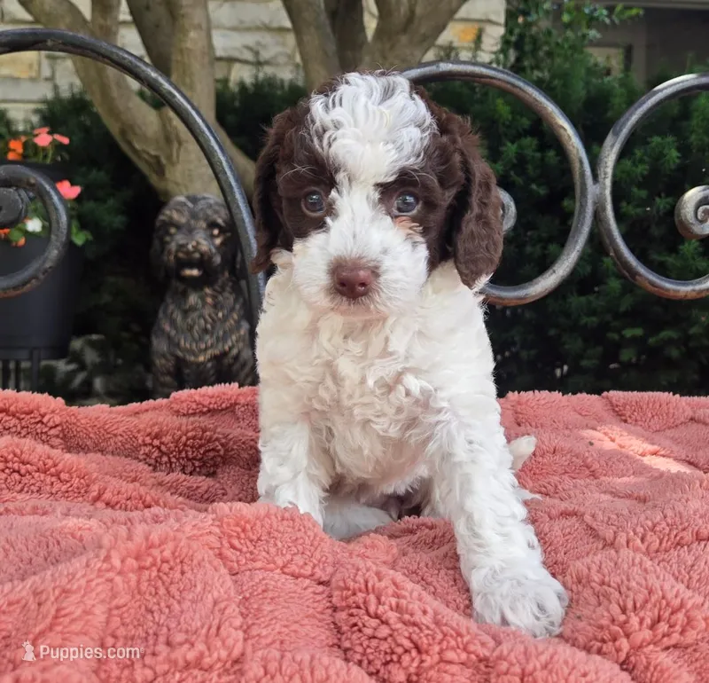 Brandy – Australian Labradoodle puppy for sale in Mundelein, IL