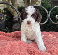 Brandy, a female Australian Labradoodle for sale in Mundelein, IL – 1 of 4