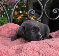Sammy, a male Labrador Retriever for sale in Mundelein, IL – 2 of 3