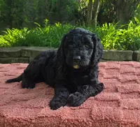 Puddles, a female Australian Labradoodle for sale in Mundelein, IL – 3 of 5