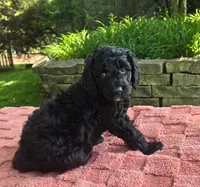 Puddles, a female Australian Labradoodle for sale in Mundelein, IL – 4 of 5