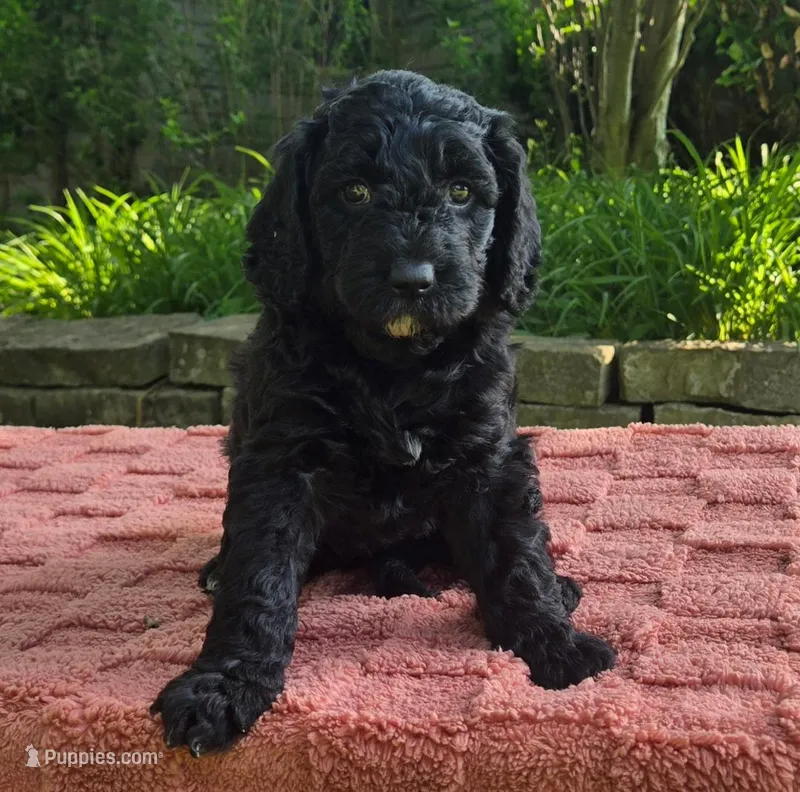 Puddles – Australian Labradoodle puppy for sale in Mundelein, IL
