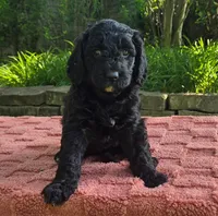 Puddles, a female Australian Labradoodle for sale in Mundelein, IL – 1 of 5