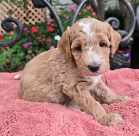 Arlo, a male Miniature Labradoodle for sale in Mundelein, IL – 3 of 6