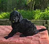 Puddles, a female Australian Labradoodle for sale in Mundelein, IL – 2 of 5