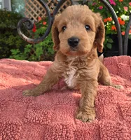 Bosco, a male Miniature Labradoodle for sale in Mundelein, IL – 3 of 6