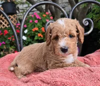 Ace, a male Miniature Labradoodle for sale in Mundelein, IL – 2 of 6