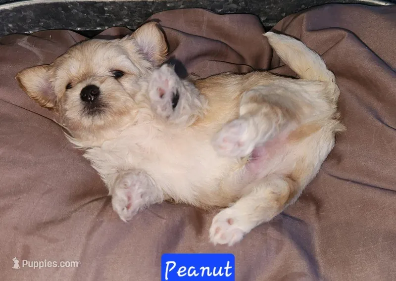 Peanut – Maltipoo puppy for sale in Flower Mound, TX