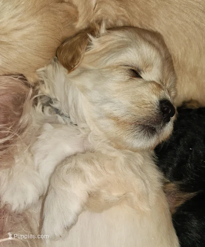 Peanut – Maltipoo puppy on hold in Flower Mound, TX