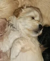 Peanut, a male Maltipoo for sale in Flower Mound, TX – Photo 2 of 3