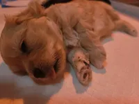 Honey Bear, a male Maltipoo for sale in Flower Mound, TX – Photo 2 of 3