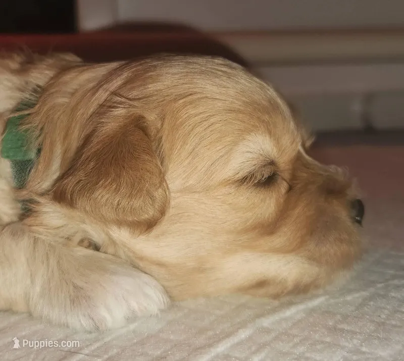 Honey Bear – Maltipoo puppy on hold in Flower Mound, TX