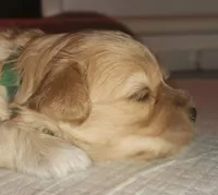 Honey Bear, a male Maltipoo for sale in Flower Mound, TX – Photo 1 of 3