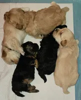 Teddy, a male Maltipoo for sale in Flower Mound, TX – Photo 2 of 2