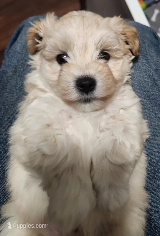 Teddy – Maltipoo puppy for sale in Flower Mound, TX