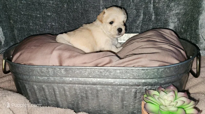 Teddy – Maltipoo puppy for sale in Flower Mound, TX