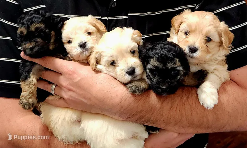 Teddy – Maltipoo puppy for sale in Flower Mound, TX