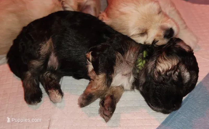 Nico – Maltipoo puppy on hold in Flower Mound, TX