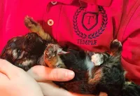 Nico, a male Maltipoo for sale in Flower Mound, TX – Photo 2 of 3