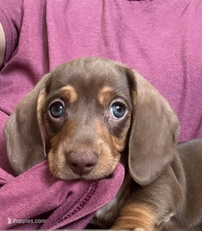 CANELA / CINNAMON  – Dachshund puppy for sale in Palm Beach, FL