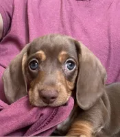 CANELA / CINNAMON , a female Dachshund for sale in Palm Beach, FL – 1 of 4