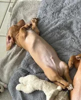 Sunny boy ☀️ Golden-cream, short-haired , a male Miniature Dachshund for sale in Palm Beach, FL – 8 of 10