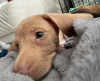 Ray-o / Thunder, a male Dachshund for sale in Palm Beach, FL – 1 of 3