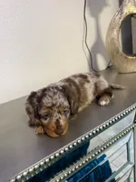 🤎 Maple – Long-Haired Chocolate Dapple Female, a female Miniature Dachshund for sale in Palm Beach, FL – 4 of 9