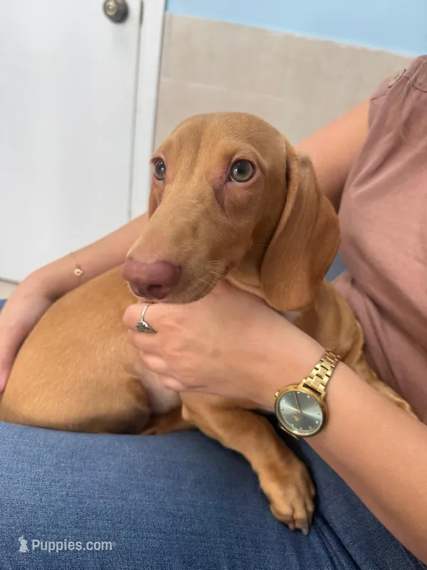 Sunny ☀️ Short-haired Dachshund – Miniature Dachshund puppy for sale in Palm Beach, FL