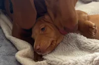 Esmeralda ("Gordita"), a female Dachshund for sale in Palm Beach, FL – 2 of 9