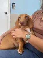 Sunny ☀️ Short-haired Dachshund, a male Miniature Dachshund for sale in Palm Beach, FL – 4 of 10