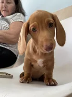 Esmeralda ("Gordita"), a female Dachshund for sale in Palm Beach, FL – 9 of 9