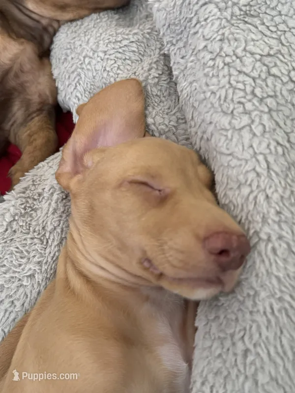 Rayo / Thunder – Miniature Dachshund puppy for sale in Palm Beach, FL