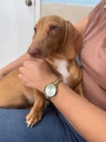 Sunny ☀️ Short-haired Dachshund, a male Miniature Dachshund for sale in Palm Beach, FL – 2 of 10