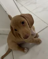 Ray-o / Thunder, a male Dachshund for sale in Palm Beach, FL – 3 of 3