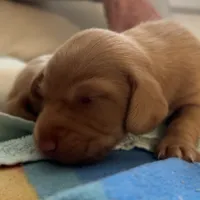 Esmeralda ("Gordita"), a female Dachshund for sale in Palm Beach, FL – 4 of 9