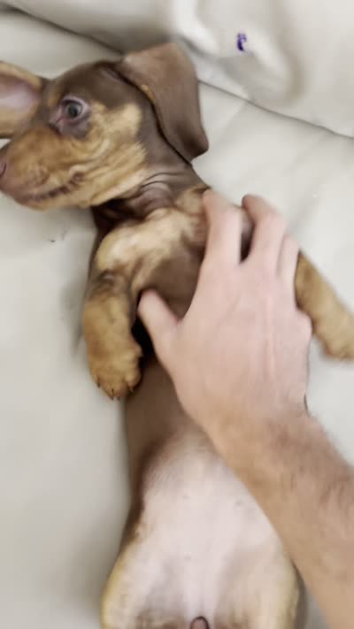 CANELA / CINNAMON , a female Dachshund for sale in Palm Beach, FL – 4 of 4