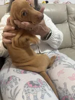 Esmeralda ("Gordita"), a female Dachshund for sale in Palm Beach, FL – 8 of 9
