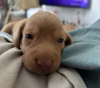 Esmeralda ("Gordita"), a female Dachshund for sale in Palm Beach, FL – 3 of 9