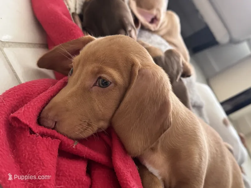 Esmeralda ("Gordita") – Dachshund puppy for sale in Palm Beach, FL