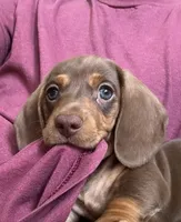 CANELA / CINNAMON , a female Dachshund for sale in Palm Beach, FL – 3 of 4